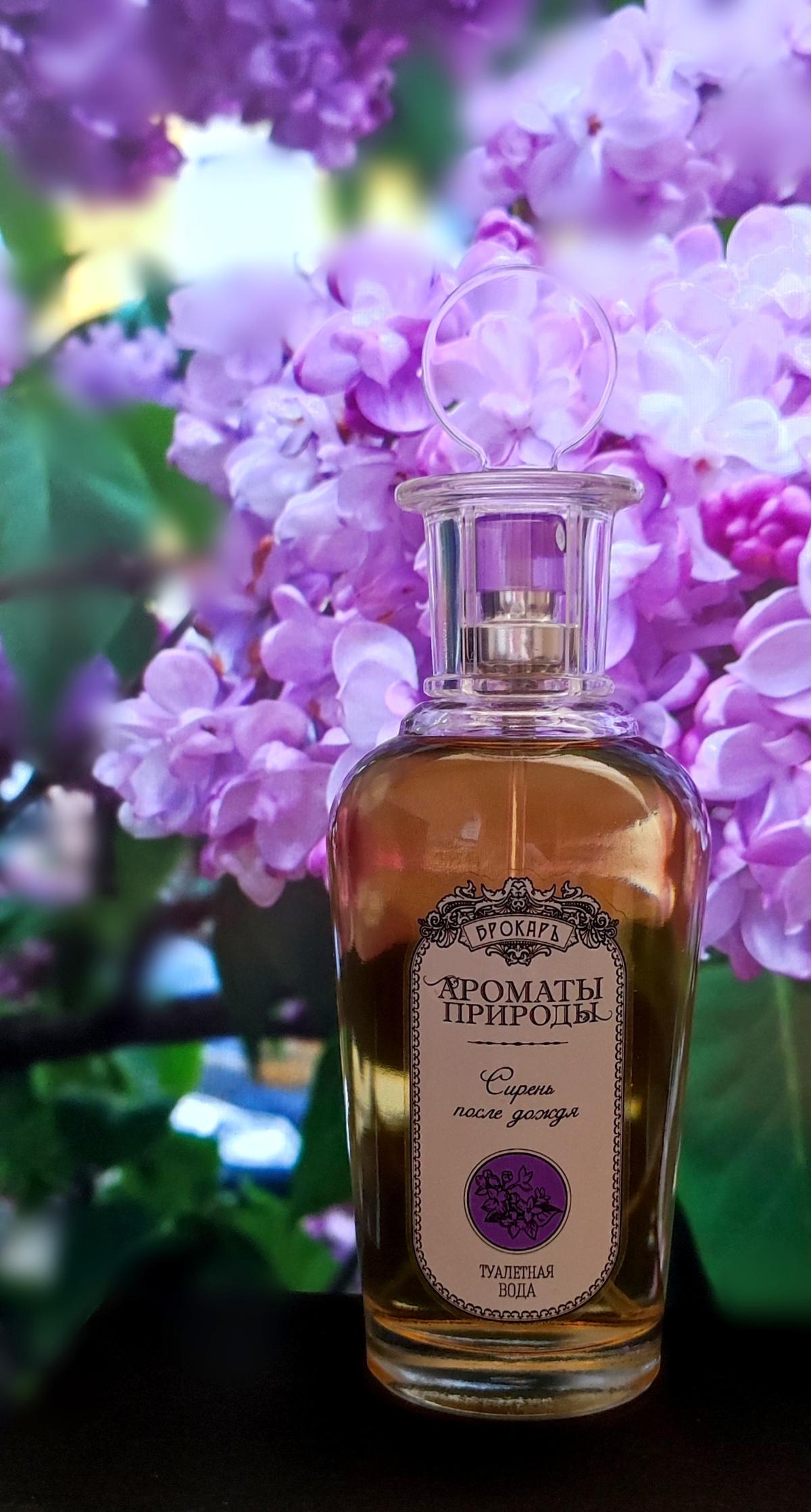 Brocard Siren Posle Dozda Lilac After The Rain