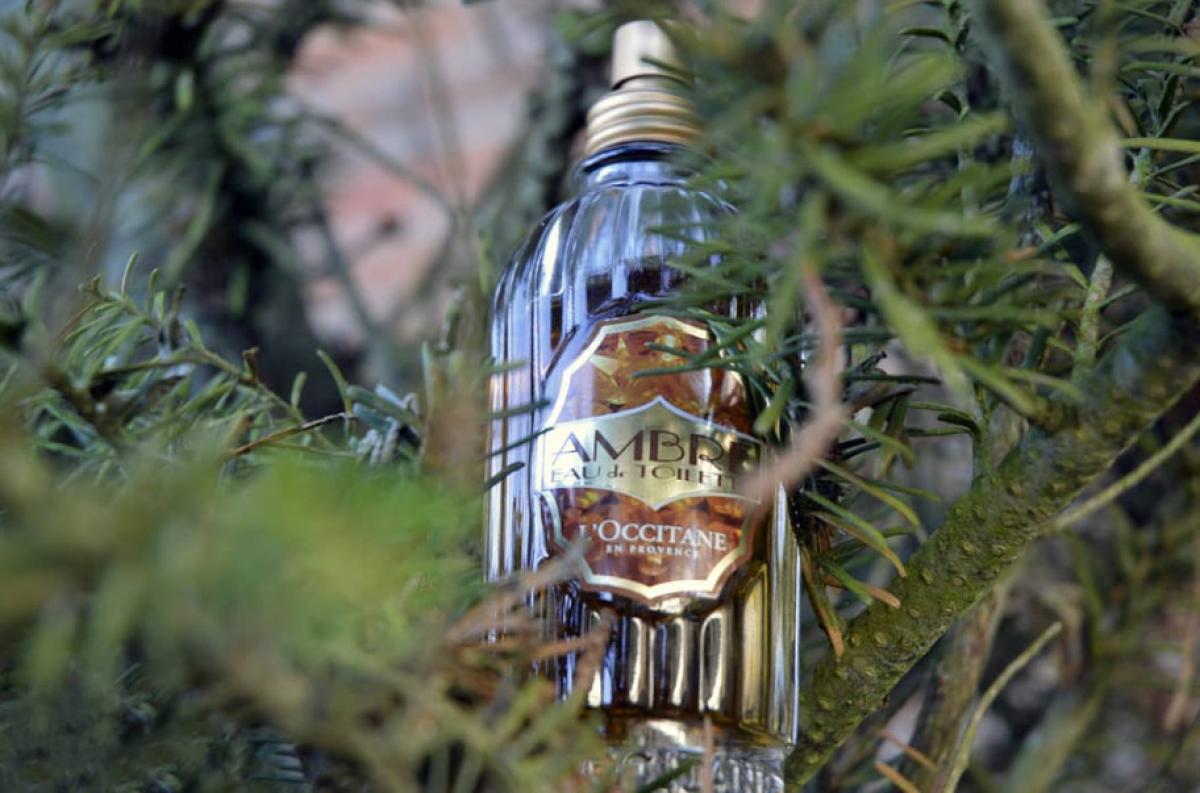 L Occitane En Provence Ambre